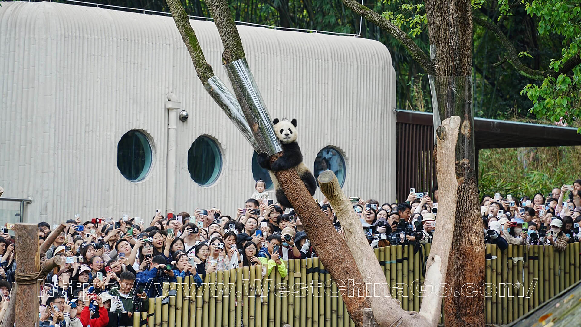 Chongqing zoo