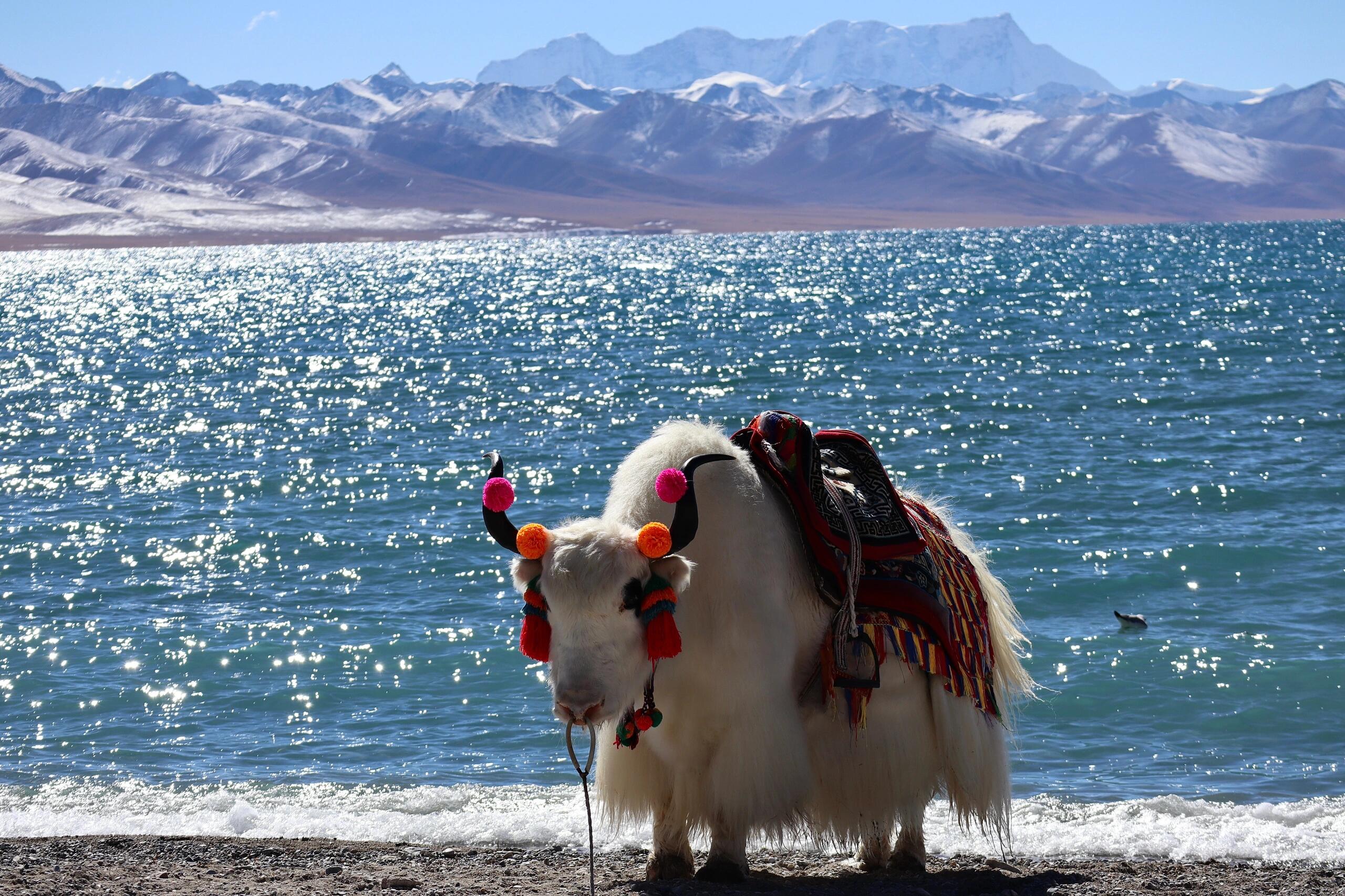 Tibet Namtso Lake