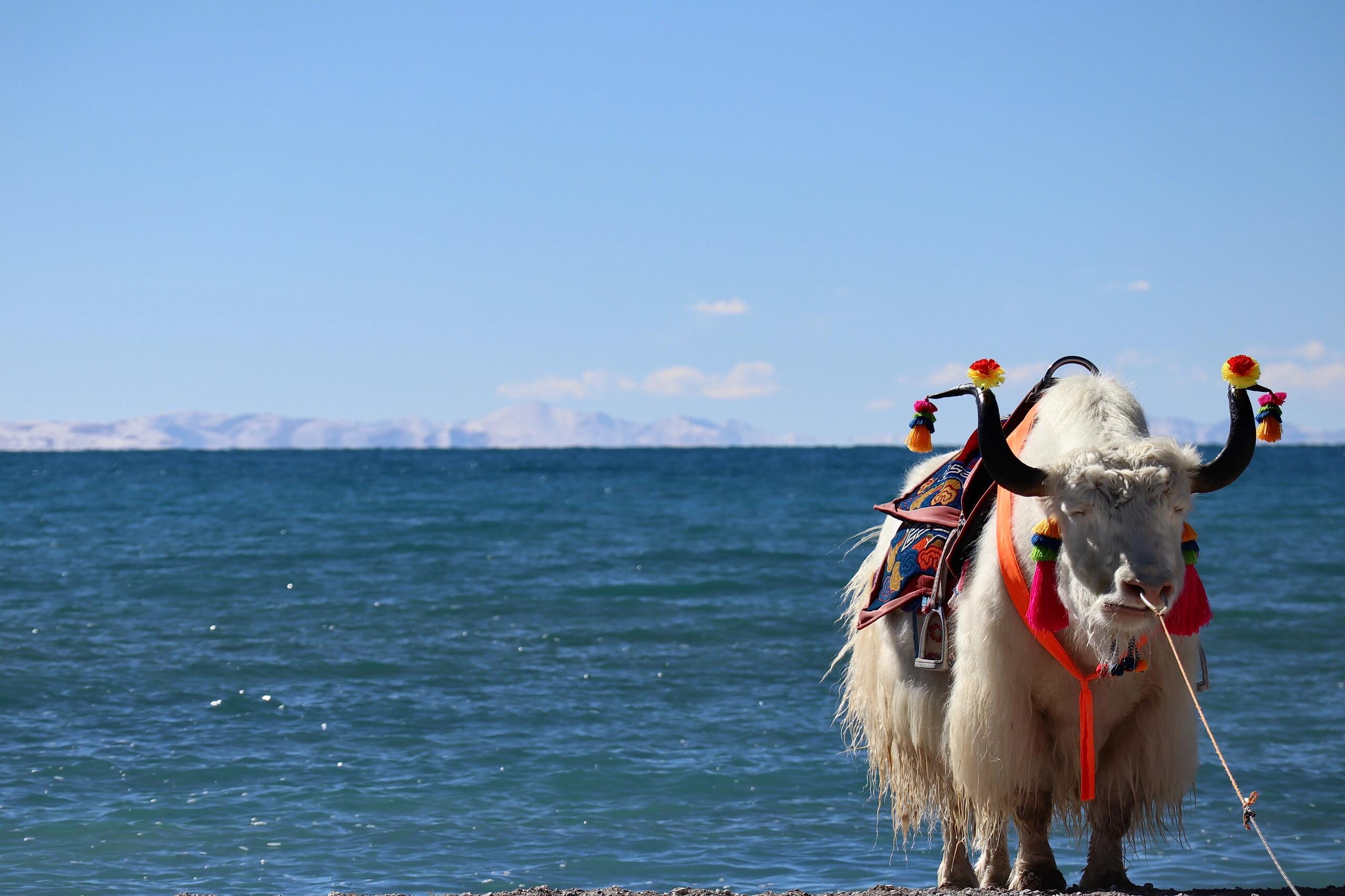 Tibet Namtso Lake